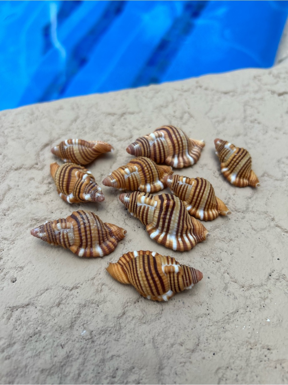 Set of 9 (Septa hepatica) Black Stripped Triton sells.